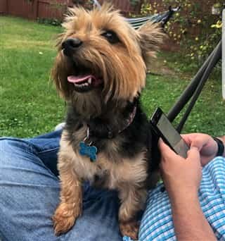 Adult Yorkie over standard weight at 17 lbs
