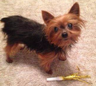 7 month hot sale yorkie