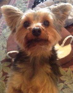 Yorkshire Terrier 2 year old female