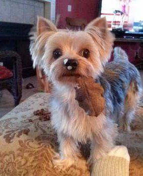 Yorkie acting silly