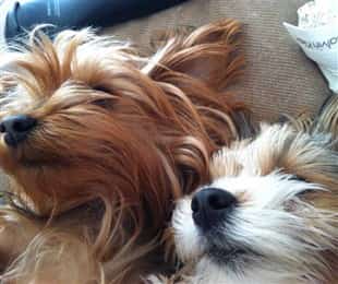 Yorkie and another dog sleeping together