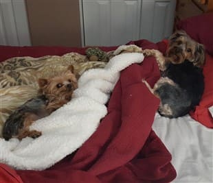 Yorkie and new dog