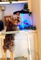 Yorkie and pet fish