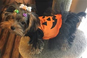 Yorkie as a Pumpkin on Halloween