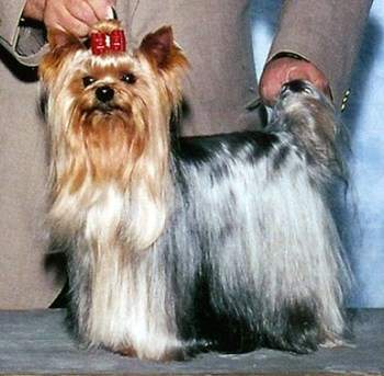 Yorkie at show