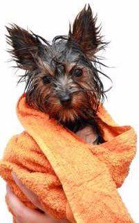 Yorkie being dried after bath