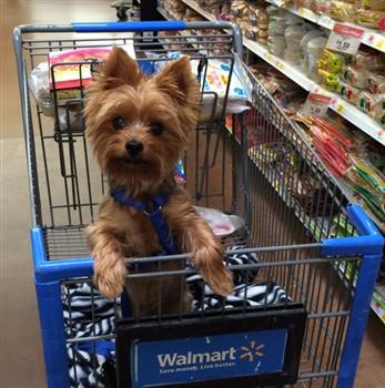 Yorkie in blue harness