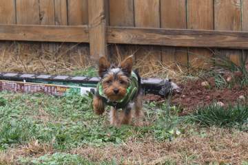 Yorkie digging in the yard