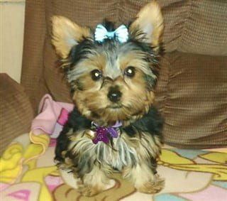 Yorkie dog