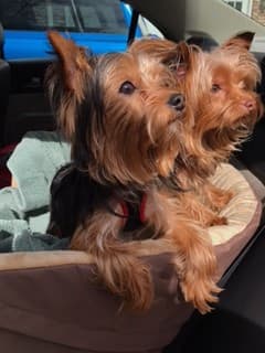 Yorkie dogs in car seat