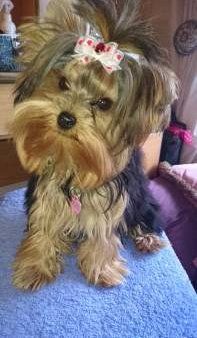 Yorkie with dry nose