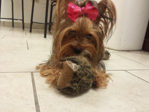 18 month old Yorkie dog