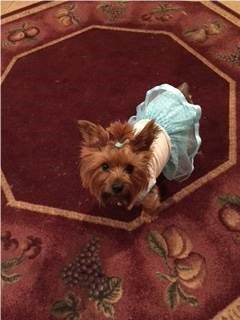 dog diapers for yorkies