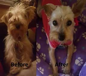Yorkshire Terrier hair cut before and after pic