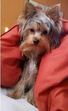 1 year old female Yorkshire Terrier