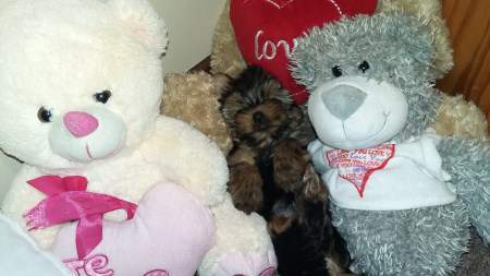 Yorkie hidden in teddy bears