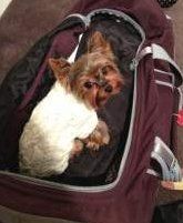 Yorkie in a bag