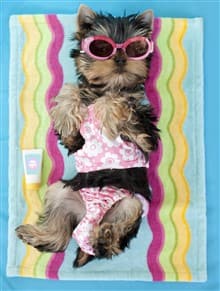 Yorkie in bathing suit at pool