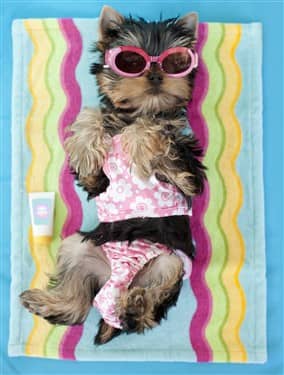Yorkie in bathing suit at pool