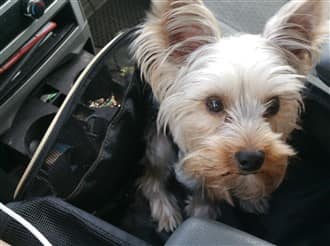 Yorkshire Terrier in a car seat