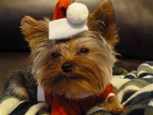 yorkie-in-christmas-outfit