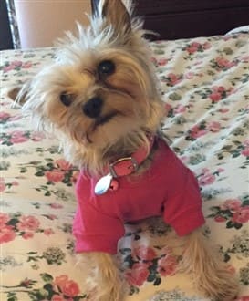 Yorkie in pink shirt