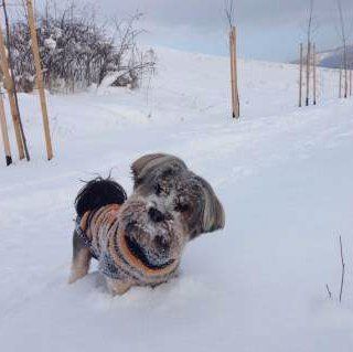 Yorkie in Romania snow