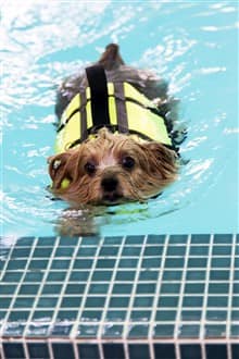 Yorkie in swimming pool