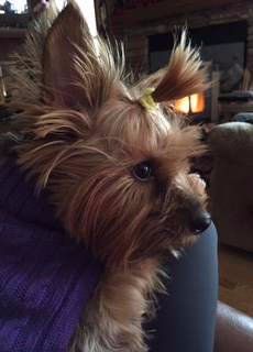 is a yorkie a smart dog