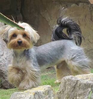Yorkie weighing 11 pounds