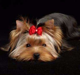 Yorkie laying down