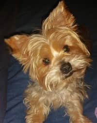 Yorkie with long hair but no top knot