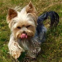 Yorkie with a long hair style