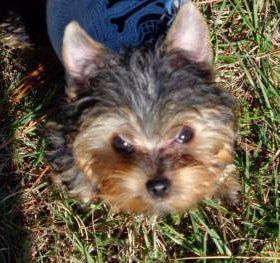 Yorkshire Terrier 18 month old dog