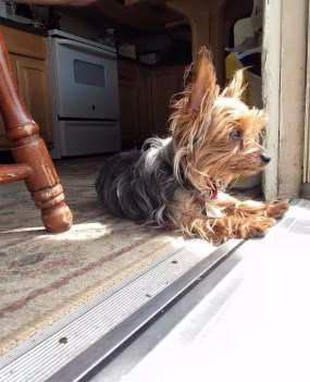 Yorkie looking out of house