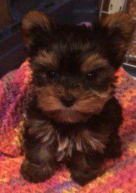 Yorkie puppy named Moose