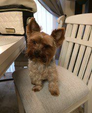 Yorkie on kitchen chair