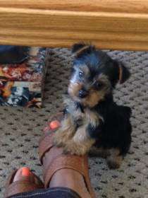 Yorkie dog on feet
