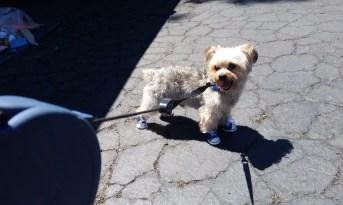 Yorkie on leash