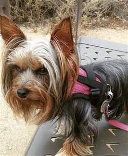 Yorkie on picnic table