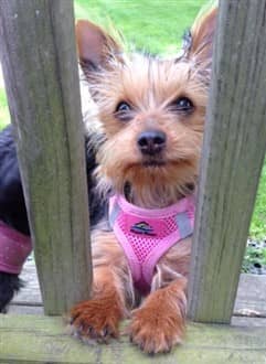 Yorkie outside with harness on deck