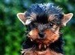 young Yorkie puppy