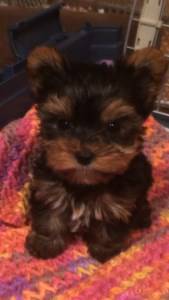 1 year old small Yorkshire Terrier