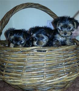 Yorkie puppies in a basket