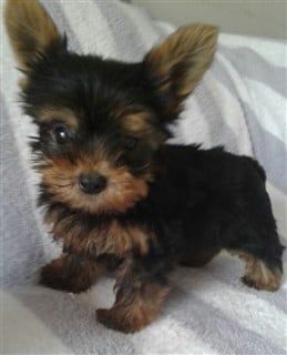 Yorkie puppy, 2 months old