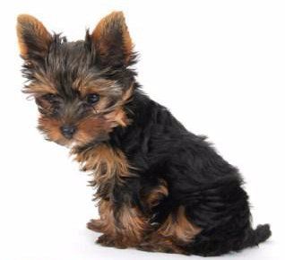 why does my yorkie not look like a yorkie? 2