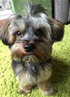 Yorkshire terrier shampoo and conditioner sales