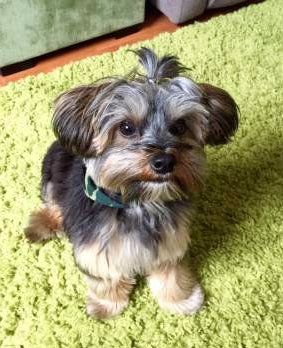 yorkie puppy treats