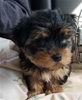 Yorkie puppy soft and fluffy