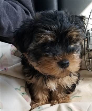 Yorkie puppy soft and fluffy